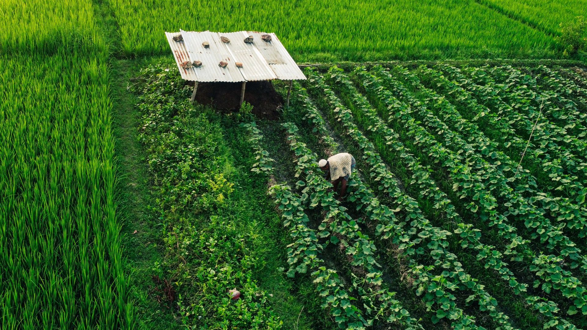 Smart Farming Interface